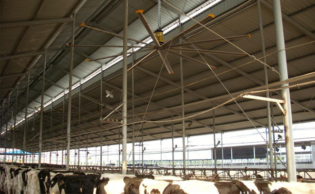 大型工业吊扇帮助畜牧养殖场通风降温